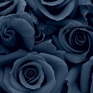 Meet your Posher, Bernadette